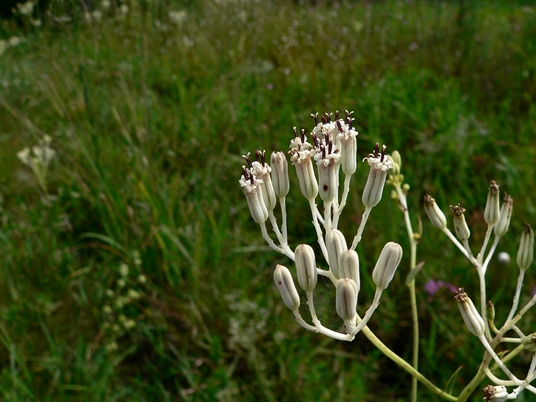 {Arnoglossum ovatum}